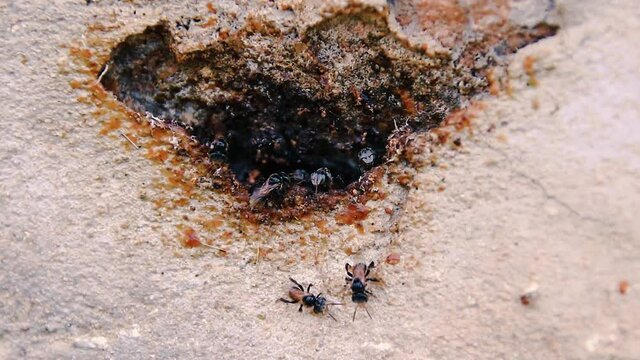 Close up of sand digger wasp colony infesting a concrete wall