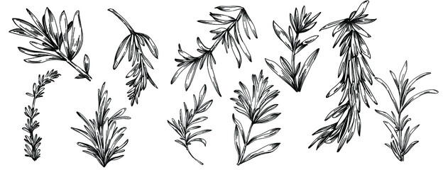Fototapeta premium Rosemary branches and leaves isolated Vector hand drawn Sketch. Food illustration. Vintage style. The best for design logo, menu, label, icon, stamp.