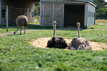 two ostriches lie in nest and hatch eggs