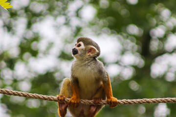 Portrait of a monkey 