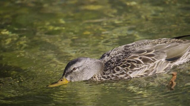 Gray duck drinks water while swimming in the lake. Lake bird. Close-up, 4K UHD.