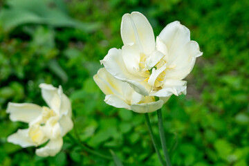 White terry tulips in the spring garden