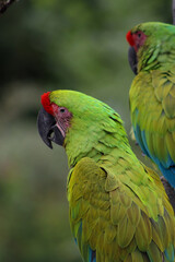 Portrait of a parrot