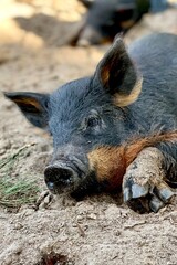 wild boar pig