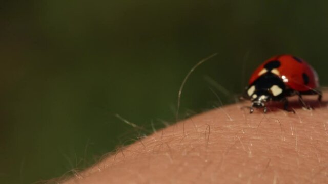 a ladybug crawls on the arm. close-up. macro