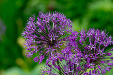 Obraz premium Allium atropurpureum in the summer garden. Decorative purple flowers.