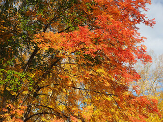 Autumn. Rowan red leaves.