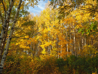 Autumn. Autumn trees in the park. Fallen leaves. Abandoned path. Russia, Ural, Perm region