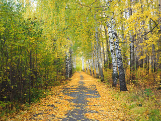 Autumn. Autumn trees in the park. Fallen leaves. The path is covered with fallen leaves. Russia, Ural, Perm region