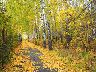 Autumn. Autumn trees in the park. Fallen leaves. The path is covered with fallen leaves. Russia, Ural, Perm region