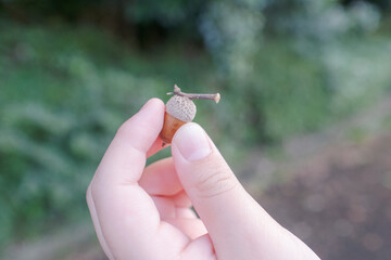 どんぐりと子供の手。秋の公園。子どもと外遊び © mdesign