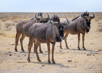 Fototapeta premium Safari in the Etosha National Park with a herd of the Blue Wildebeest. Landscape with a group of three antelopes gnu for your stories about wild african animals or nature reserves in Namibia.