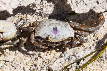 Sand Fiddler Crab aka Uca pugilato
