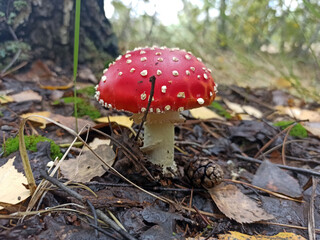 photo mushrooms in autumn - close-up