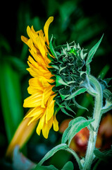 Flora en las calles de la ciudad de Cuenca en la provincia del Azuay - Ecuador