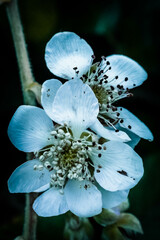 Flora de los paramos de Nab&oacute;n en la provincia del Azuay - Ecuador