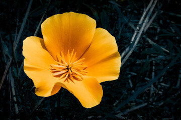 Flora de los paramos de Nab&oacute;n en la provincia del Azuay - Ecuador