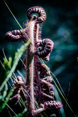 Flora de los paramos de Nab&oacute;n en la provincia del Azuay - Ecuador