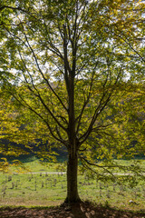 Fototapeta premium Bosco di montagna.