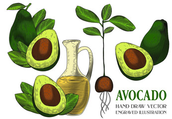 Avocado, Hand Draw Vector, Engraved illustration, Retro vintage, Berry Fruit, Separated layer, Isolated on white background 