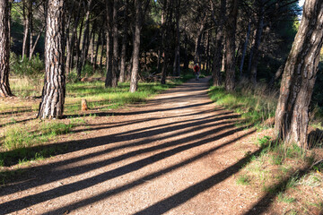 path in a pine forest with one hiker in the distance during a sunny day