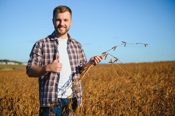 Agronomist inspecting soya bean crops growing in the farm field. Agriculture production concept. young agronomist examines soybean crop on field in summer. Farmer on soybean field