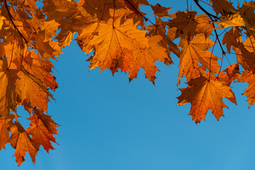Maple branches with orange and yellow leaves on a background of blue autumn sky