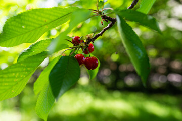 sweet cherry on the tree. Red natural gean.