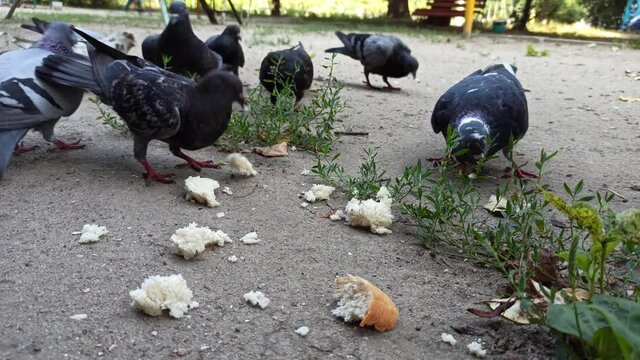 feeding a small flock of urban pigeons with slices of bread. High quality 4k footage