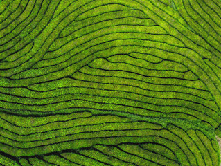 campo de té © Marc