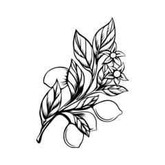 Lemon fruit logo design. Lemon fruit vector illustration