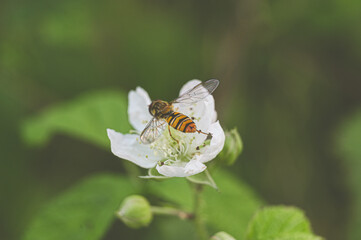 Biene auf einer Blüte
