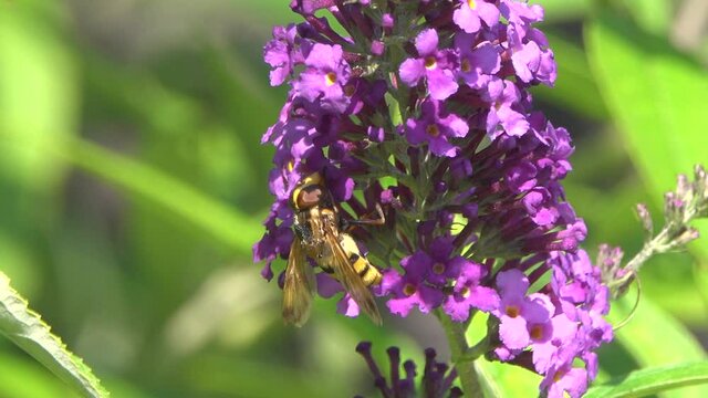 Hoverfly collects nectar on violet flowers of Budleia David.