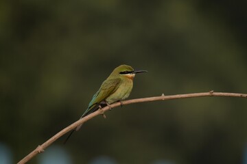 Blue-Tailed Bee-Eater (Merops Phillippinus), On a Perch, Naguvanahalli, Mysore, Karnataka, India