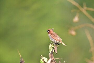 Scaly-Breasted Munia (Lonchura Punctulata), Bangalore, Karnataka, India