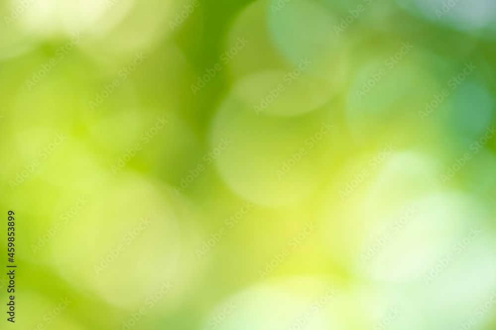 Canvas Prints bokeh blur tree nature background with sunlight on summer. spring season.