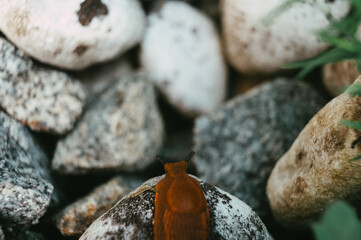 Schnecke kurz vor dem Absprung