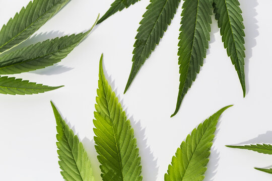 Marijuana plants on isolated white background
