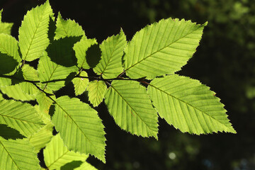 A close-up of the green  leaves of a Beech tree in backlight