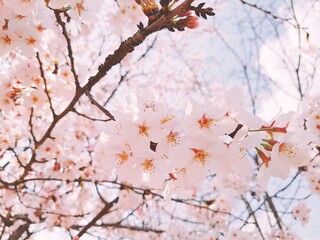 Fototapeta premium 벚꽃놀이
