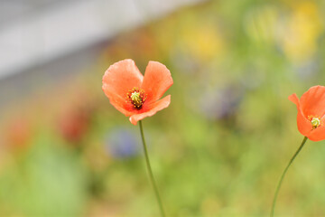 Obraz premium 野生のひなげしの花