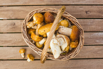 basket with edible mushrooms on wooden table