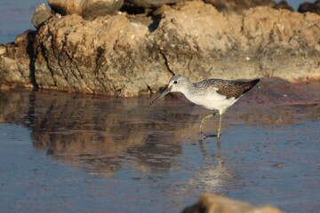 Woodcock in search of food in a salt lake
