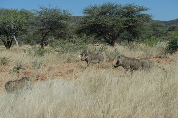 Fototapeta na wymiar Wilde Tiere in Südafrika okonjima