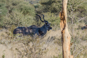 Wilde Tiere in Südafrika okonjima