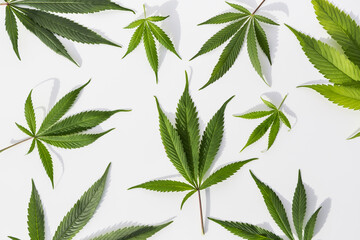 Marijuana plants on isolated white background