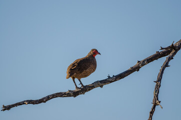 Vögel in Südafrika okonjima