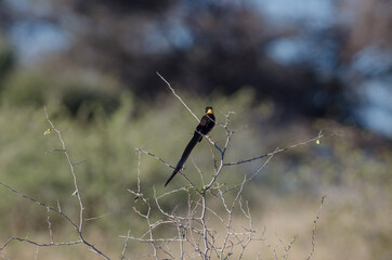 Vögel in Südafrika okonjima