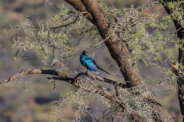 Ein Rotschulter-Glanzstar (Lamprotornis nitens) im Baum in Südafrika