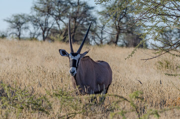 Wilde Tiere in Südafrika okonjima